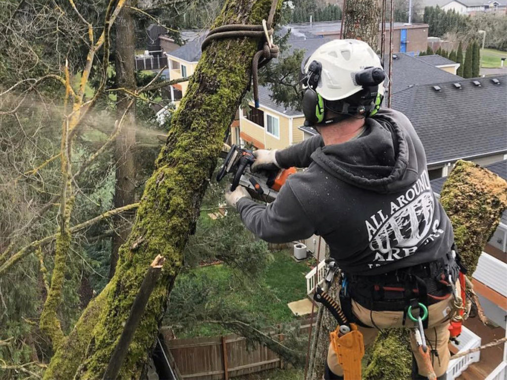 Tree Trimming and Removal When to Hire an Expert Yelp