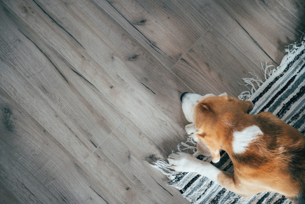 Laminate Flooring Get The Wood Look For Less Yelp   Laminate Pets GettyImages 1084215818 1024x683 