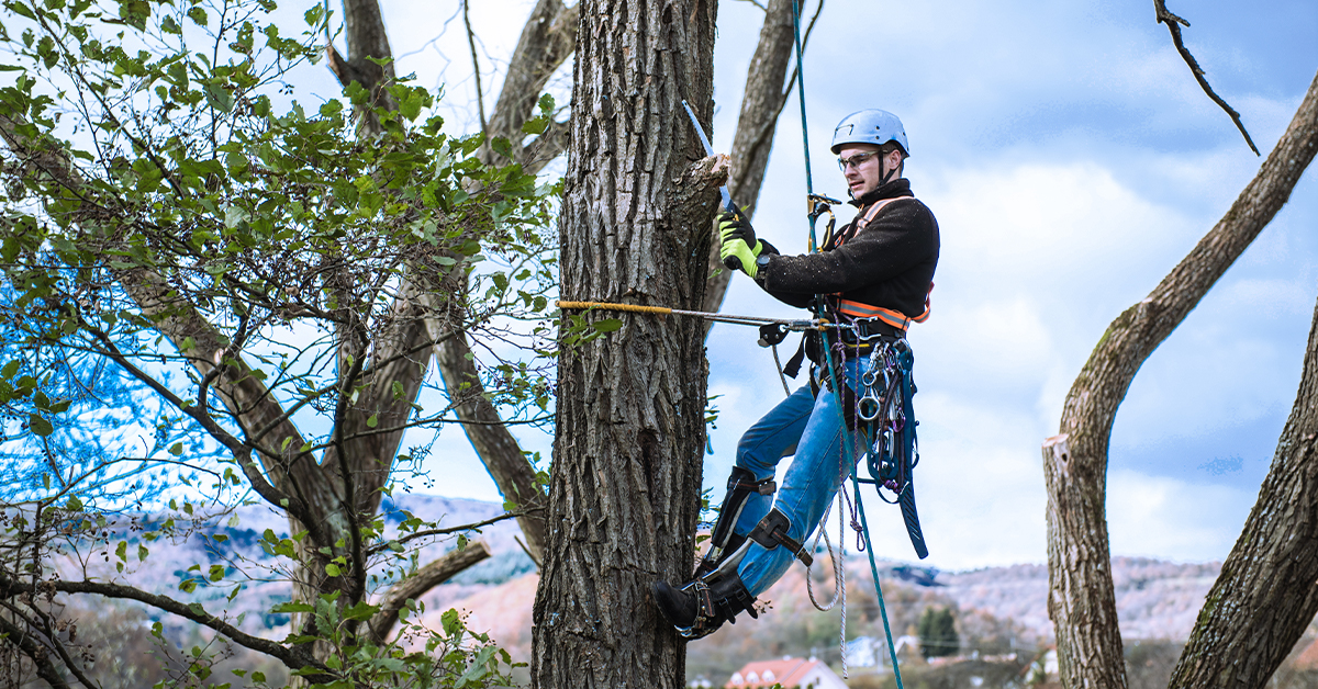 Tree Trimming and Removal: When to Hire an Expert - Yelp