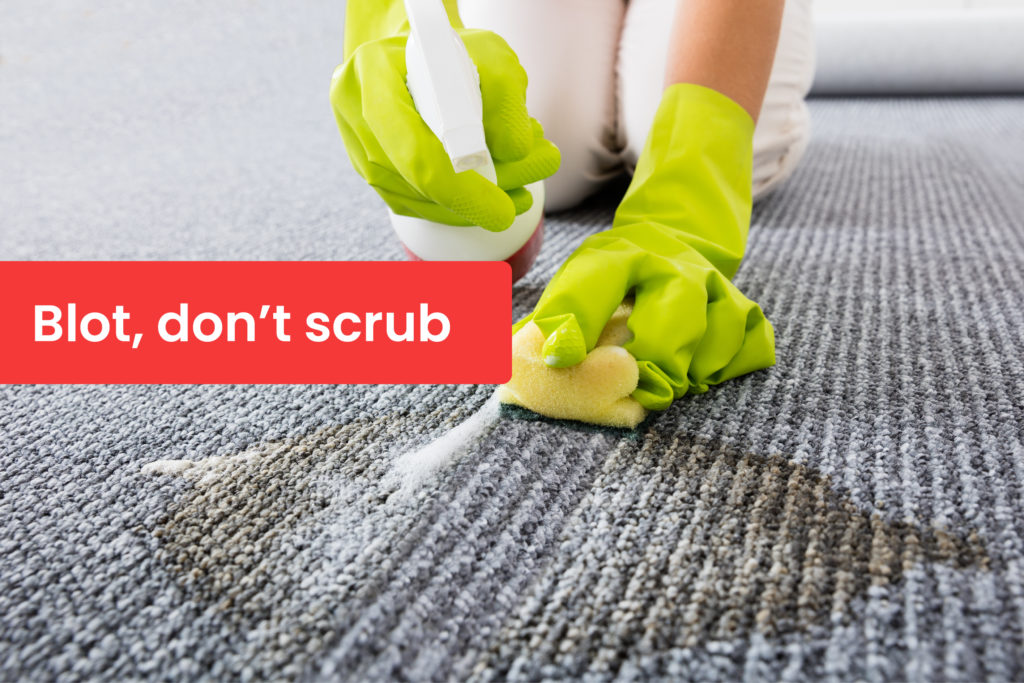 10 CarpetCleaning Tips from the Pros Yelp